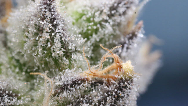 Tricomas de marihuana: identifica el punto exacto de cosecha