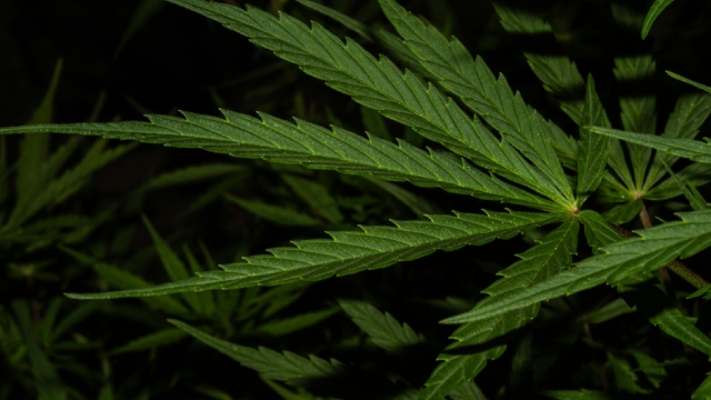Semillas triploides de marihuana: qué son, cómo funcionan y qué papel tienen hoy