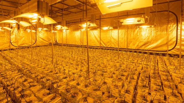 Los mejores LED para cultivo indoor de marihuana en 2026