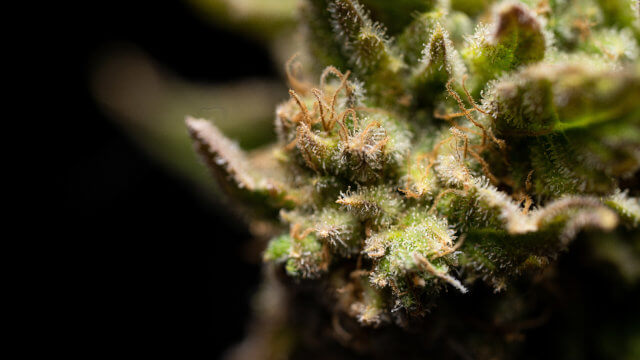 Terpenos y Marihuana: Todo lo que necesitas saber a un CLICK