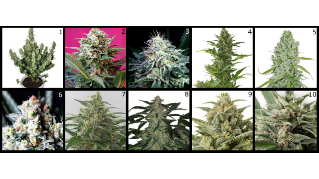 Las 10 variedades de marihuana autofloreciente más productivas.