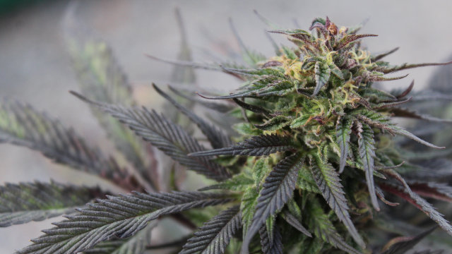 Las 10 variedades de marihuana feminizadas más productivas