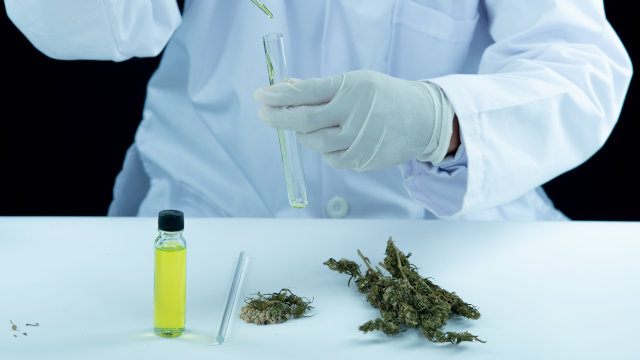 Las 10 variedades de marihuana con más THC del mundo - 1ª Parte