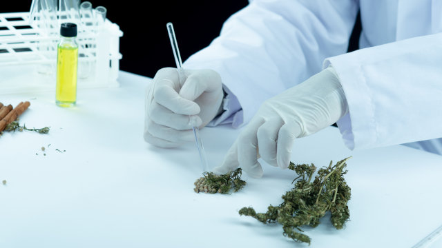Las 10 variedades de marihuana con más THC del mundo - 2º Parte