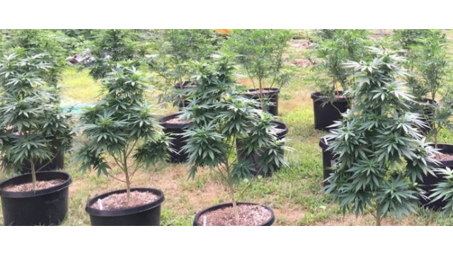 Cultivo básico de marihuana en exterior