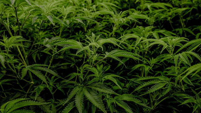 Marihuana macho y marihuana hembra: Aprende a distinguirlas fácilmente