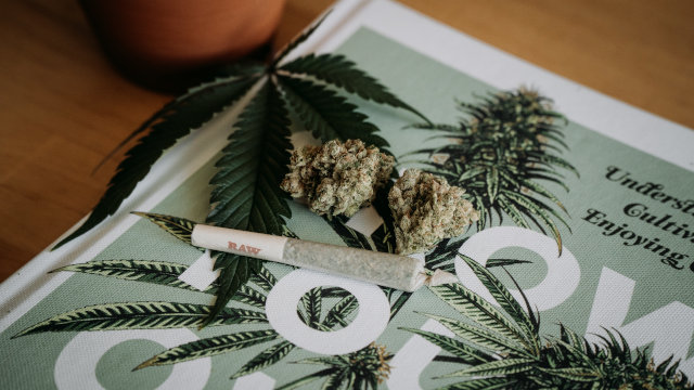 Diferencia entre hachís y marihuana