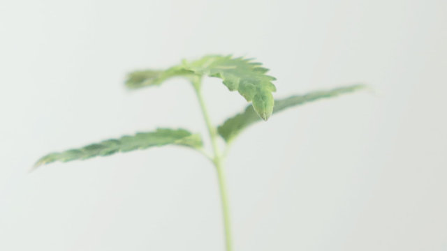 Marihuana Hermafrodita: ¿Qué hacer?