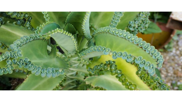Kalanchoe, la hierba mágica: Usos y aplicaciones para estar al día
