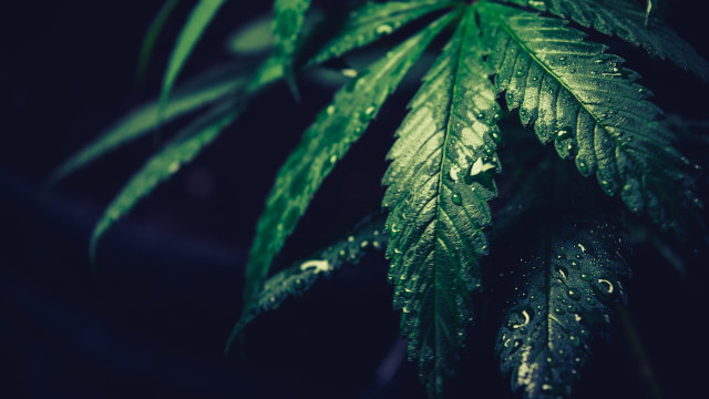 Humedad en la marihuana: Todo lo que necesitas saber para controlarla