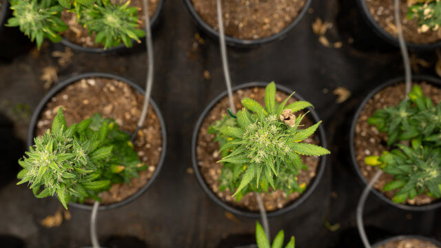Abonos de marihuana: Comparativa 2024