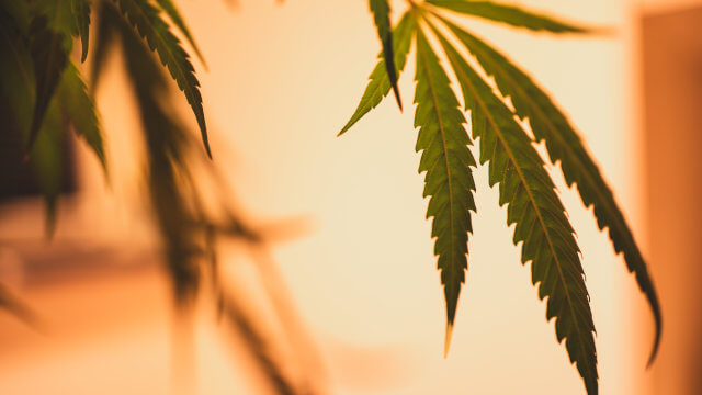 Marihuanas Sativas: Las mejores variedades