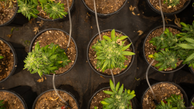 Las 10 variedades de cannabis con olores discretos
