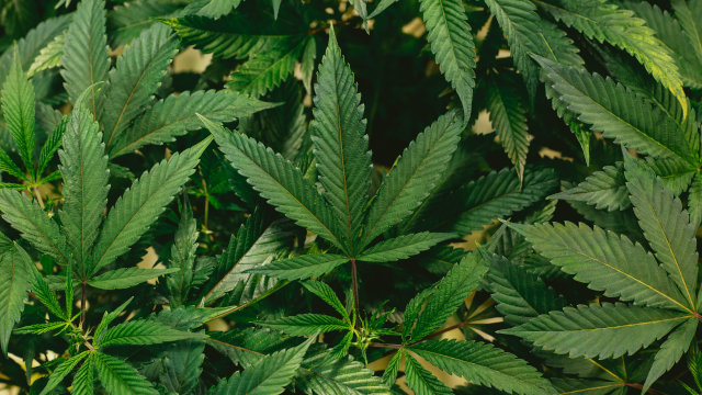Cómo elegir una planta madre de marihuana