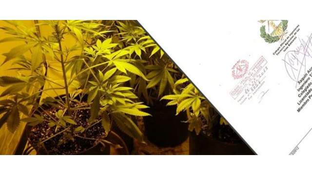 Informe pericial marihuana: Muy útil ante problemas policiales