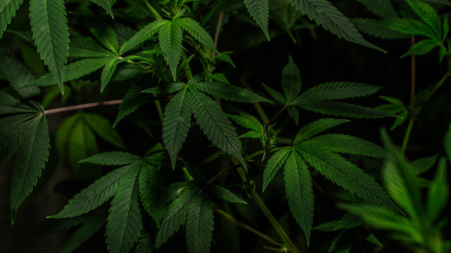 Las 10 mejores variedades de marihuana para plantas madre
