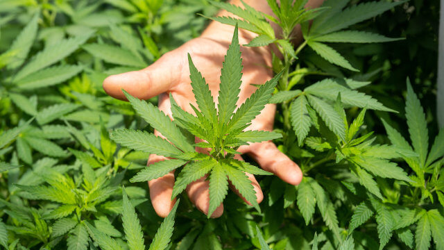 Las 15 mejores variedades de marihuana clásicas - ¡Conócelas!