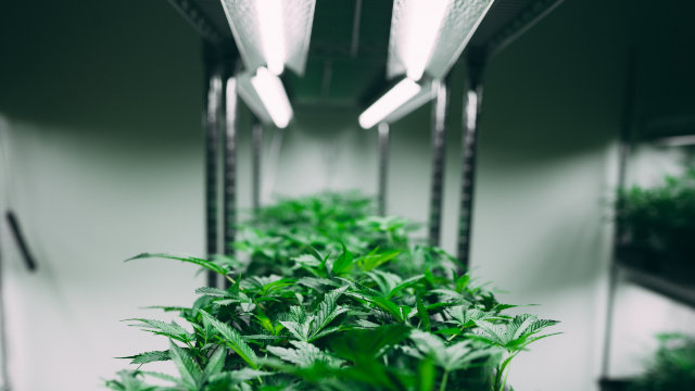 Iluminación LEC para marihuana - Guía 2026